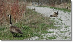 Geese on the ground